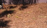 Landscaping Solutions Mulch