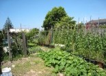 Vegetable Gardens Landscaping Solutions